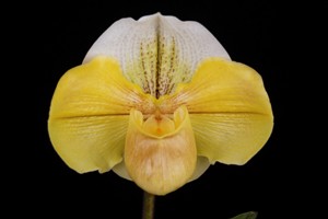 Paphiopedilum Stone Crazy Beauty HCC 78 pts.